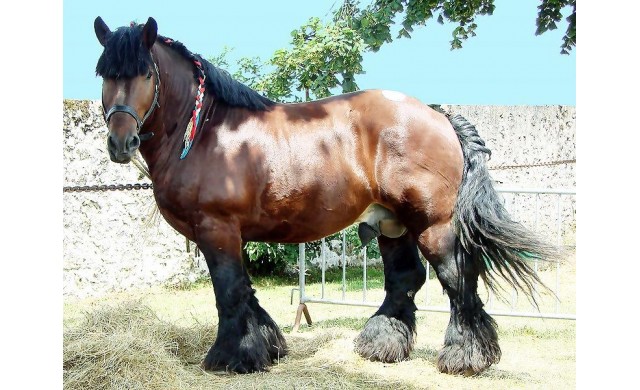 O NouÄ RasÄ De Cai Grei CreatÄ De Un Roman In Cea Mai Mare Herghelie PrivatÄ Din Europa