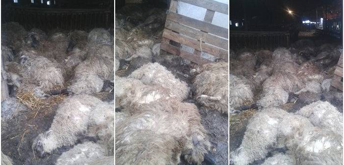 burst Removal Mockingbird Lupii au dat atacul înainte de Paşte: 300 de oi au fost omorâte în Timiş