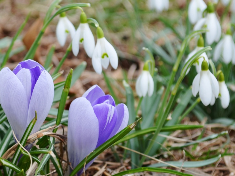 PROGNOZA METEO ANM. Vreme de primăvară la sfârşitul iernii. Se anunţă  temperaturi de 16 grade
