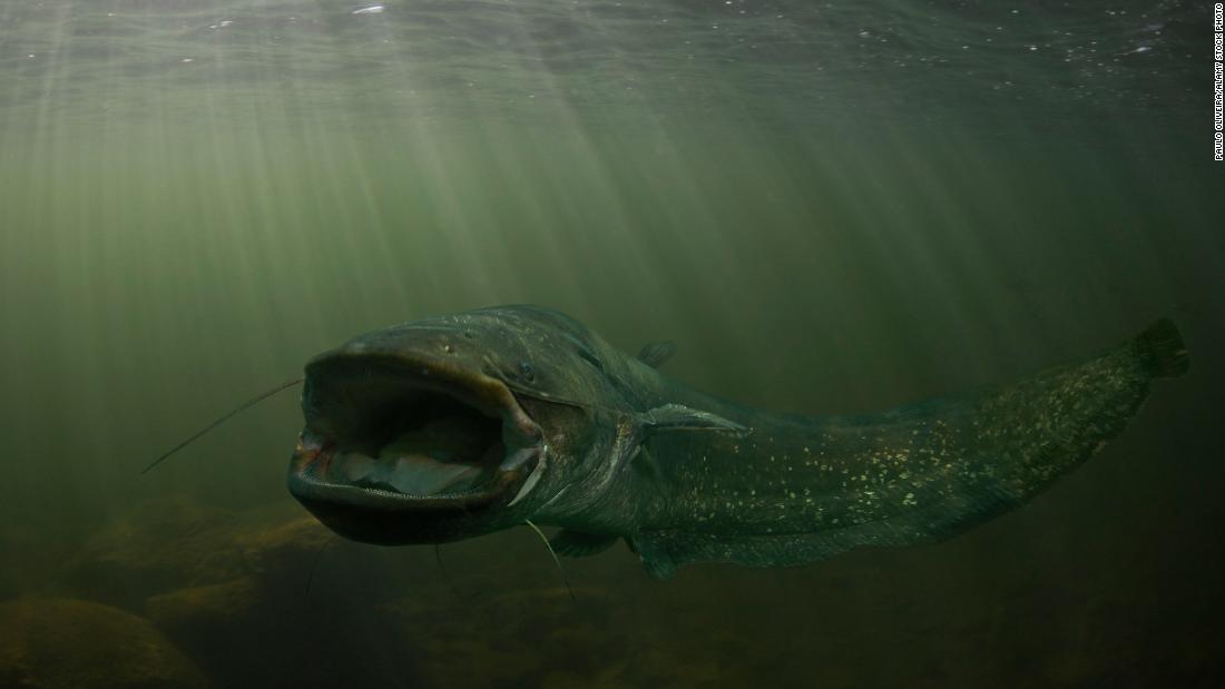 Arapaima