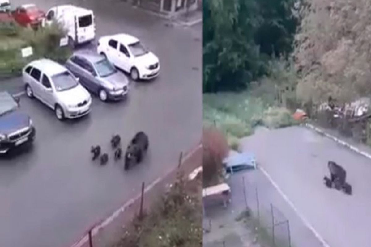 Alertă în Bușteni! O ursoaică cu patru pui, surprinsă pe străzi în mijlocul zilei - Vimarsana News