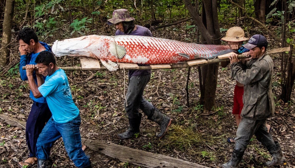 Arapaima