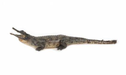 Crocodil de Nil