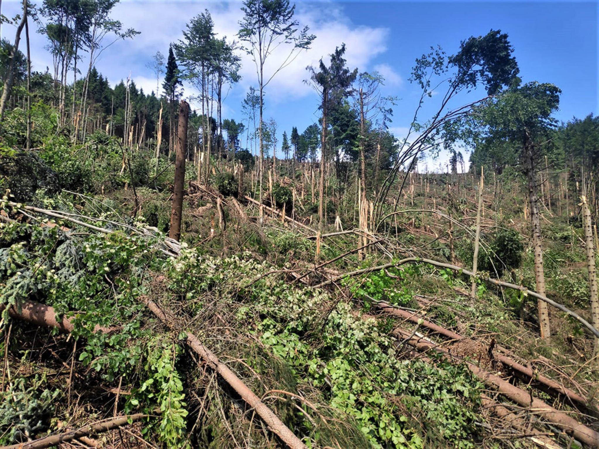 Un ciclon a doborât hectare de pădure la Suceava. Imagini şocante după vârtej - Vimarsana News