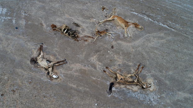 Sute de cai ucişi de secetă, în Kazahstan