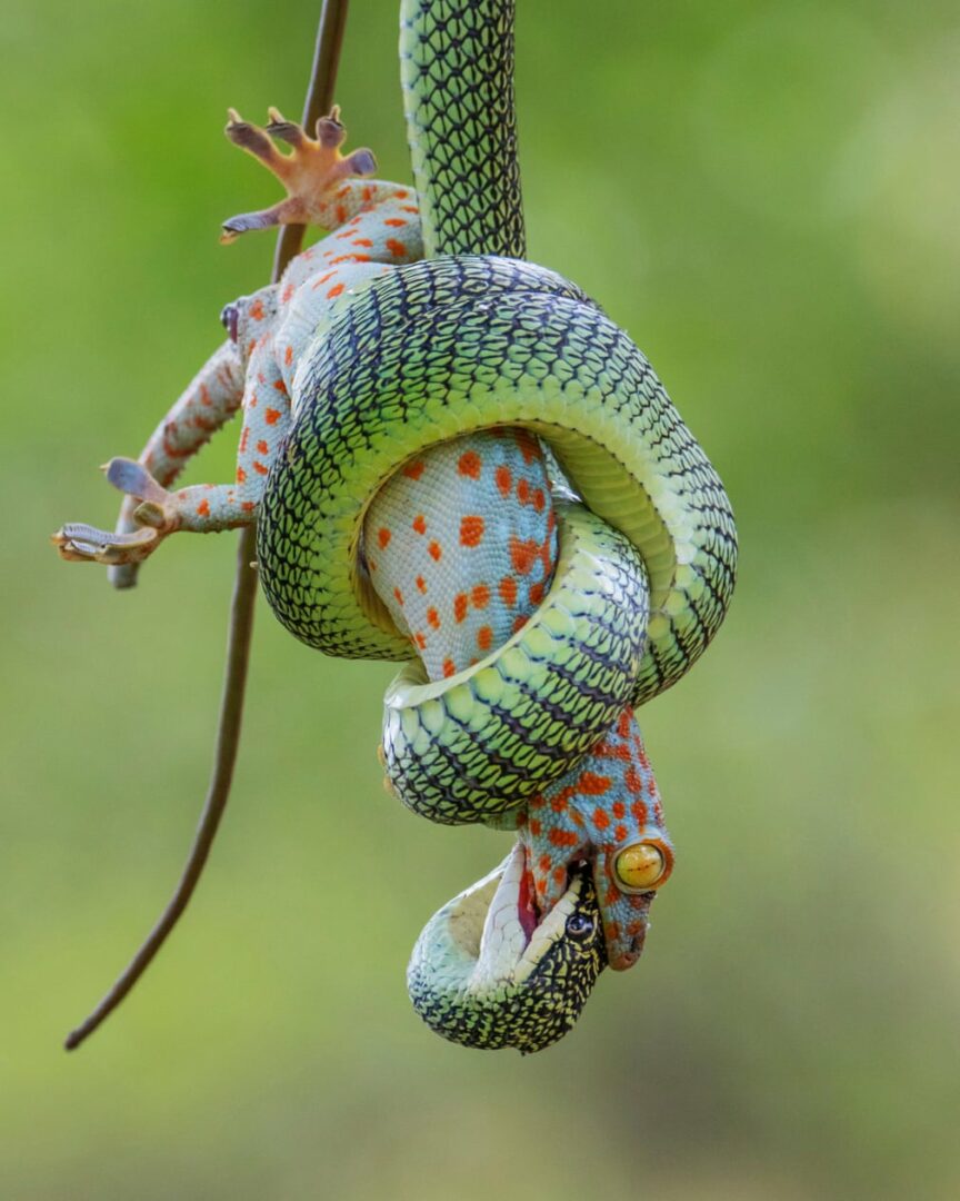 Cele mai bune fotografii de viață sălbatică ale anului 2021: amfibieni şi reptile