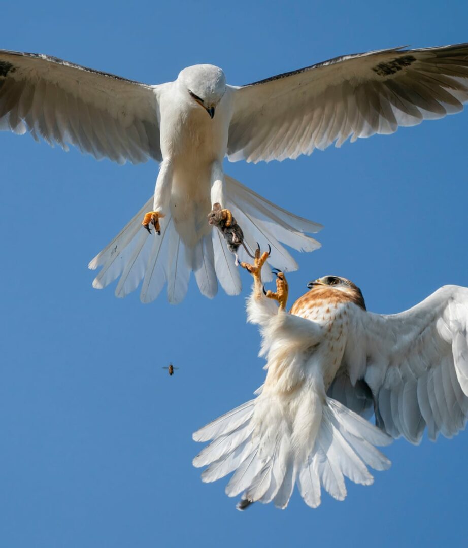 Cele mai bune fotografii de viață sălbatică ale anului 2021: păsări