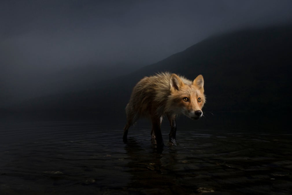 Cele mai bune fotografii de viață sălbatică ale anului 2021: portret de animal