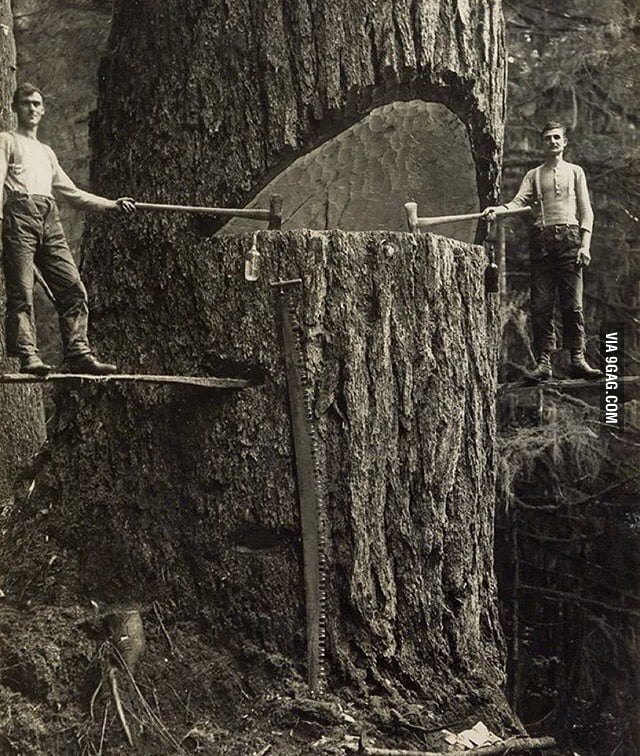 Tăierea unui sequoia