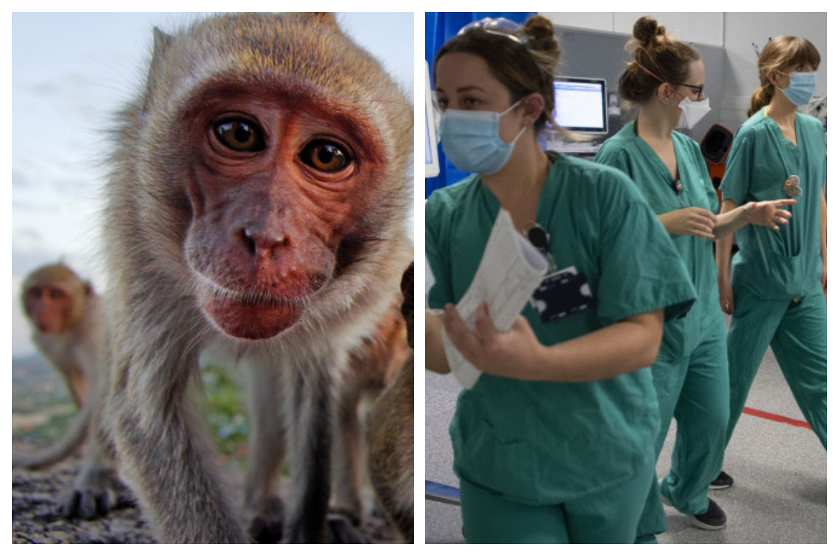 Variola maimuţei este noul COVID-19. Virusul care îi îngrozeşte pe epidemiologi se extinde în Europa