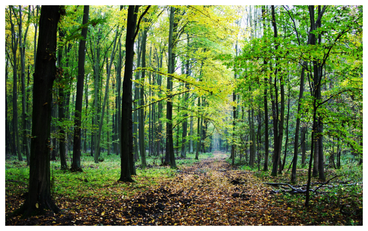 Romsilva anunţă că a crescut numărul pădurilor cu certificare internaţională deţinute de stat