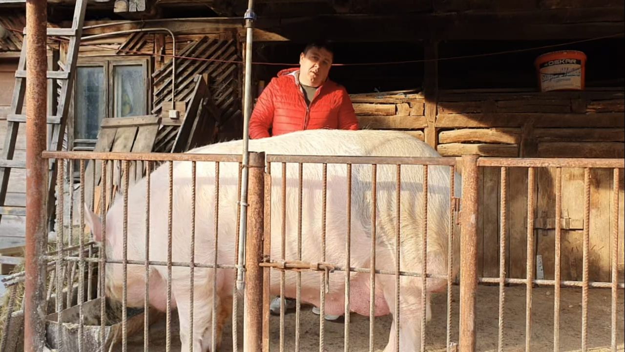 Cum arată Jardel, cel mai mare porc din România