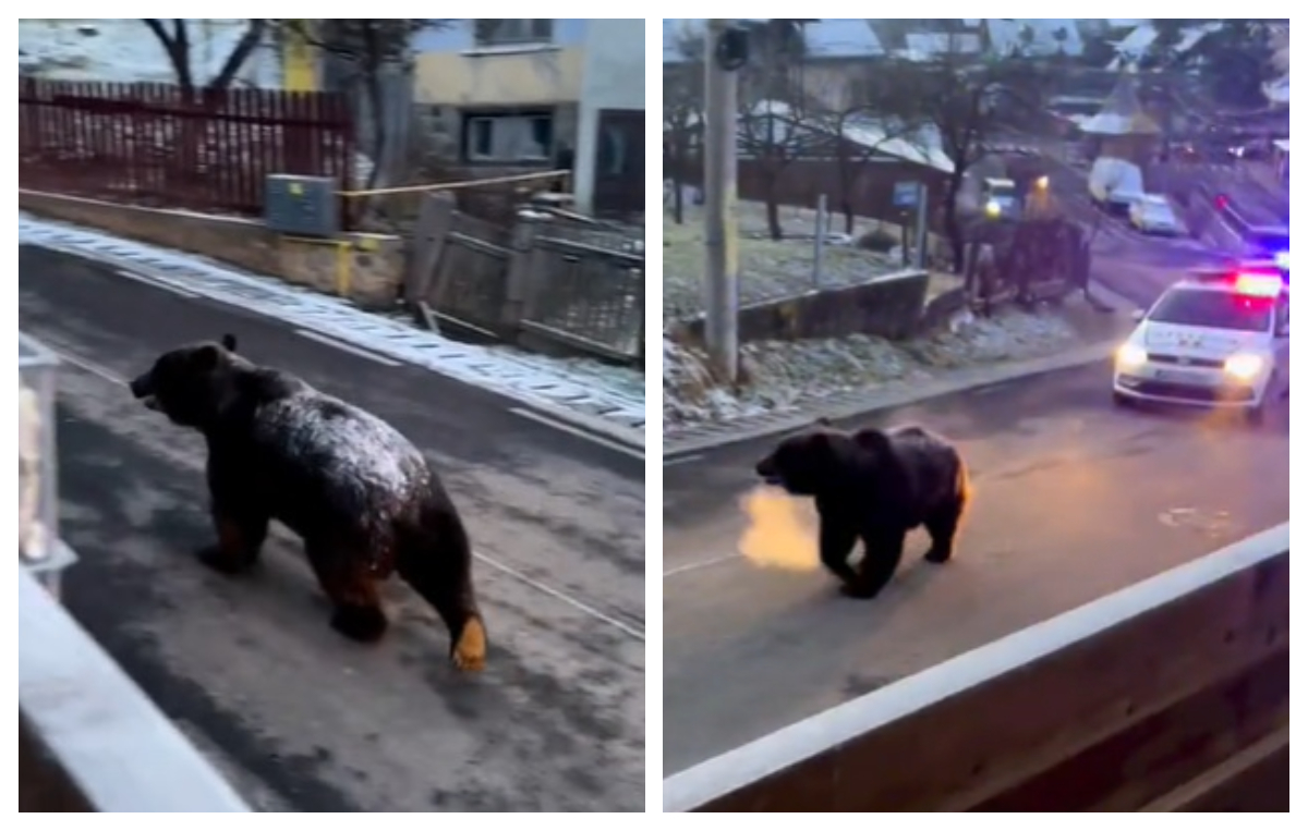 Imagini virale la Buşteni. Cum este alergat un urs gras cu maşina de  poliţie VIDEO