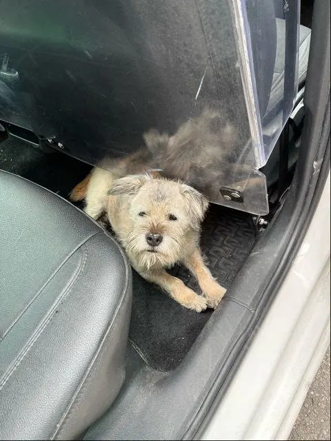 Gestul făcut de un Border Terrier de 14 ani care îți va aduce lacrimile în ochi! A mers 163 de kilometri într-o singură seară doar ca să își găsească stăpânii