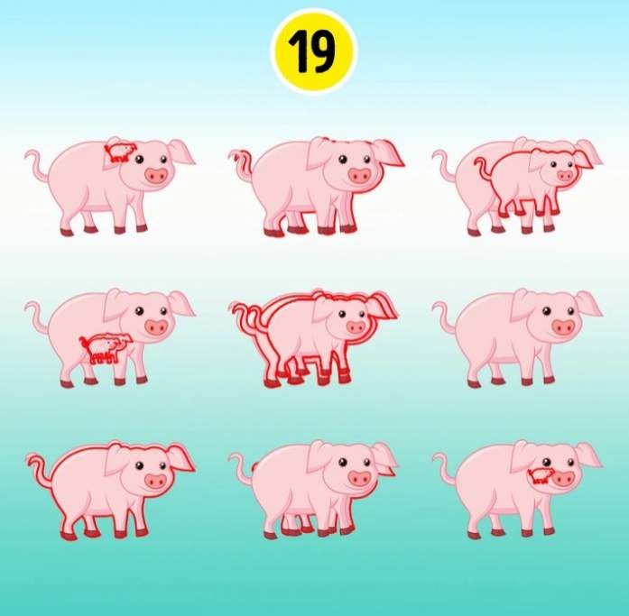 Test de inteligență! Reușești să afli câți porci sunt în această imagine? Ghicește în 15 secunde și vezi ce IQ ai