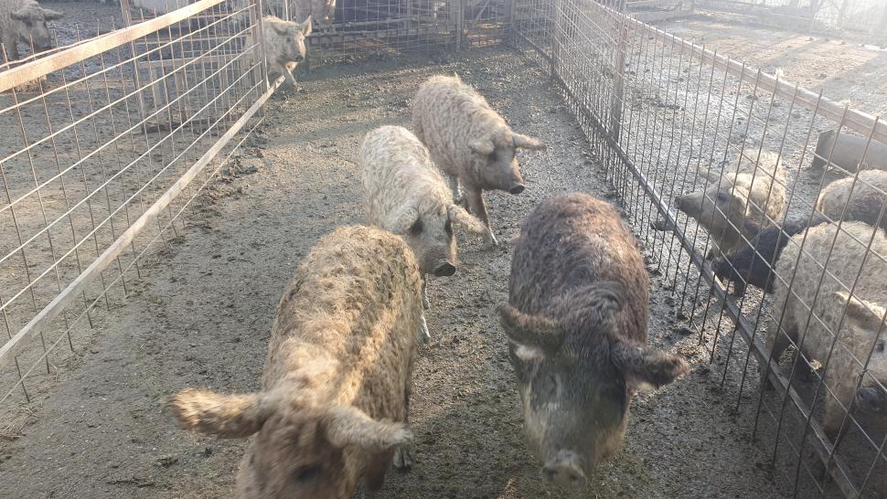 Porci de Crăciun 2023. 