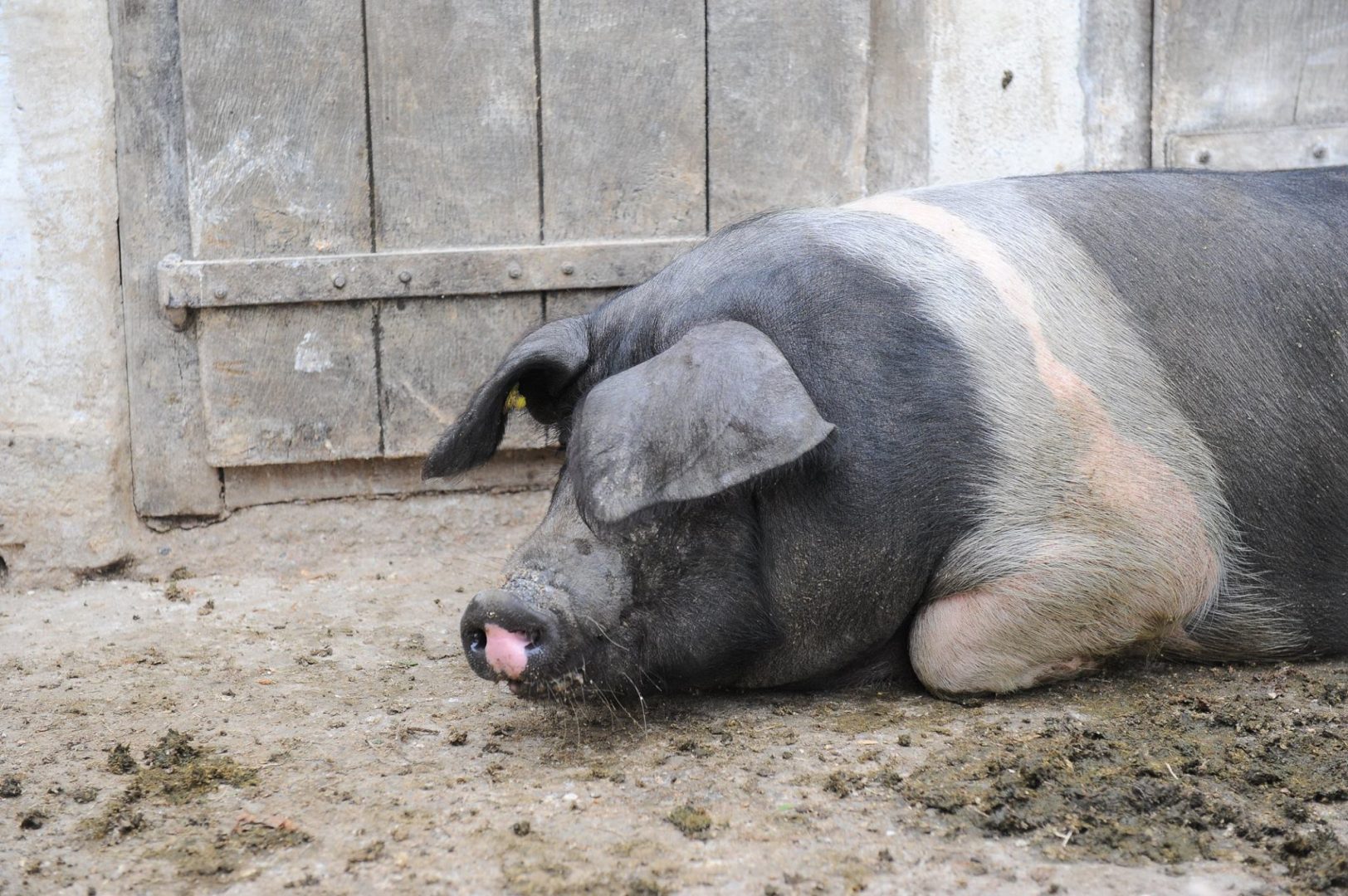 Carne de porc de Crăciun 2023