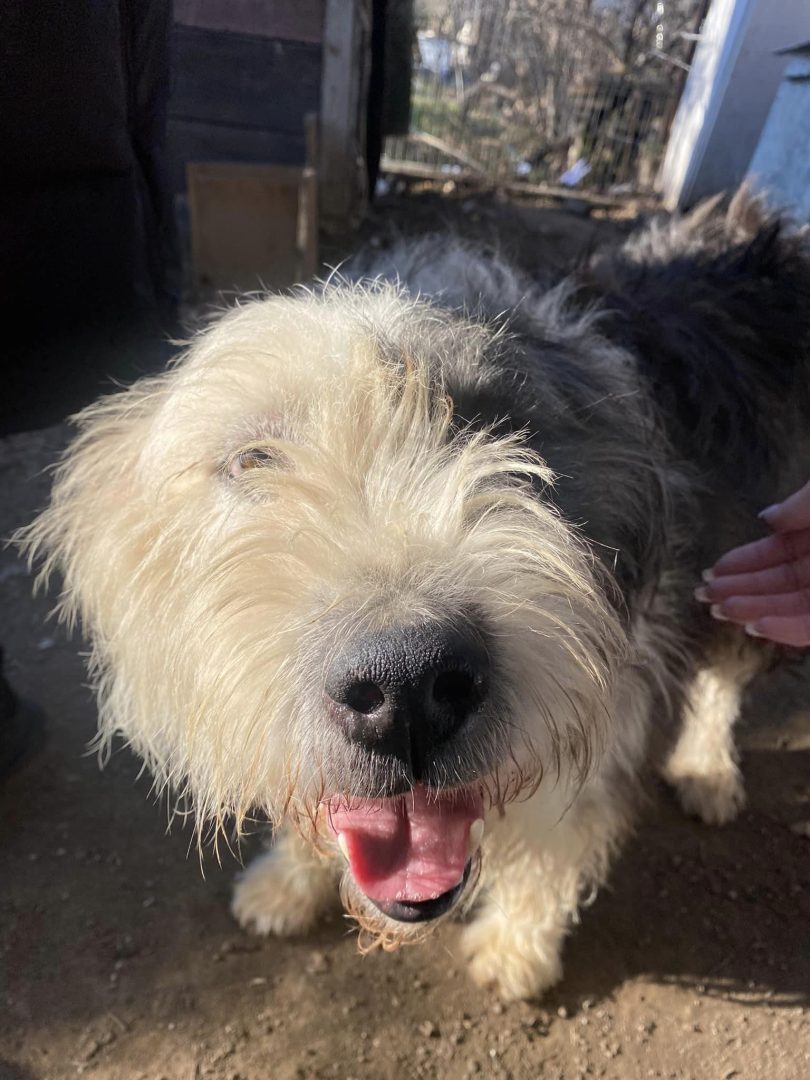 Ciobănescul adorabil care a topit inimile bucureștenilor: „Vă rog, luați-mă acasă, sunt frumos și cuminte, pe stăpânul meu îl evacuează și nu mă mai poate ține!”