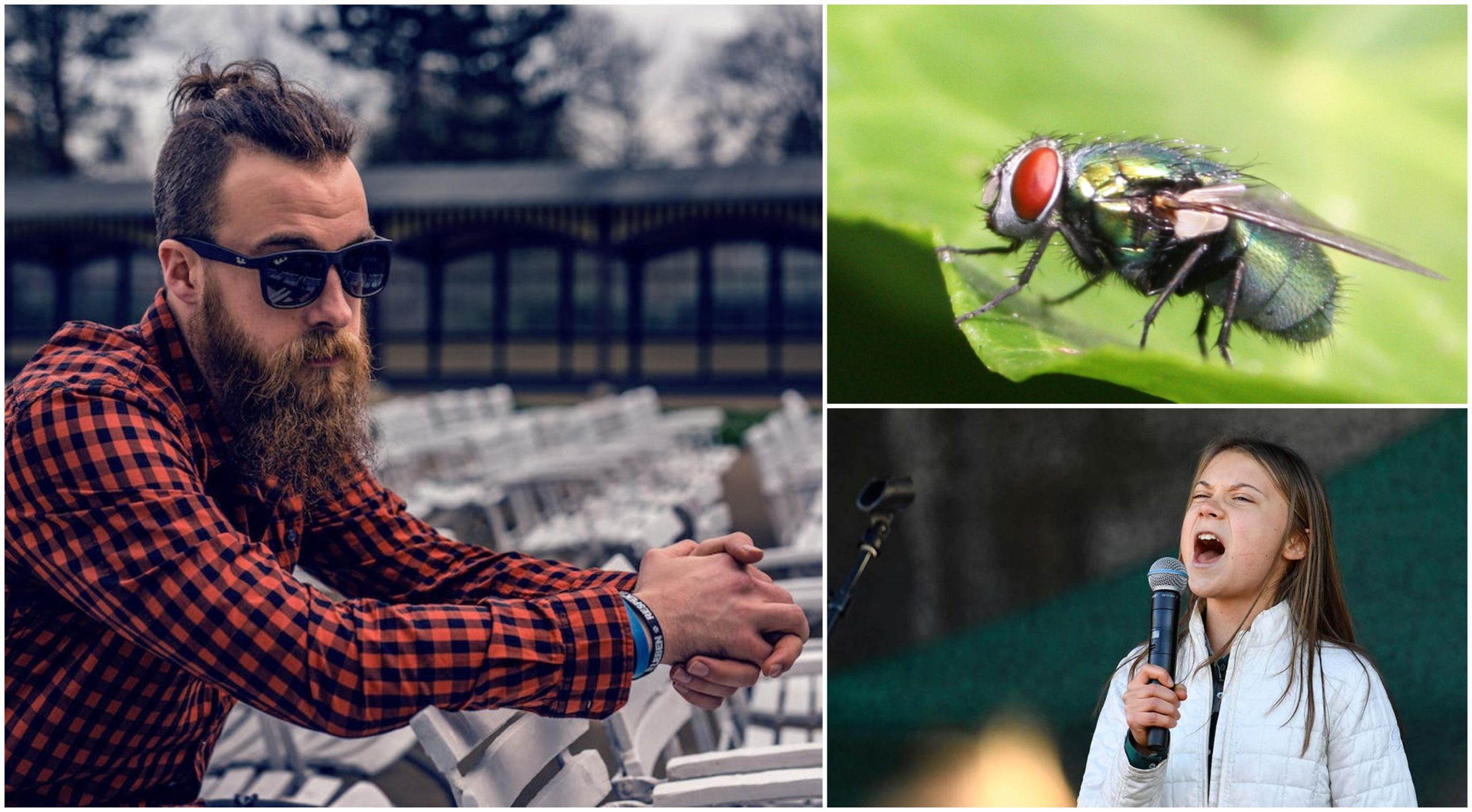 O nouă anomalie pe rafturile din supermarketuri! Untul de muscă și carnea sintetică fac senzație printre hipsteri și activiștii de mediu