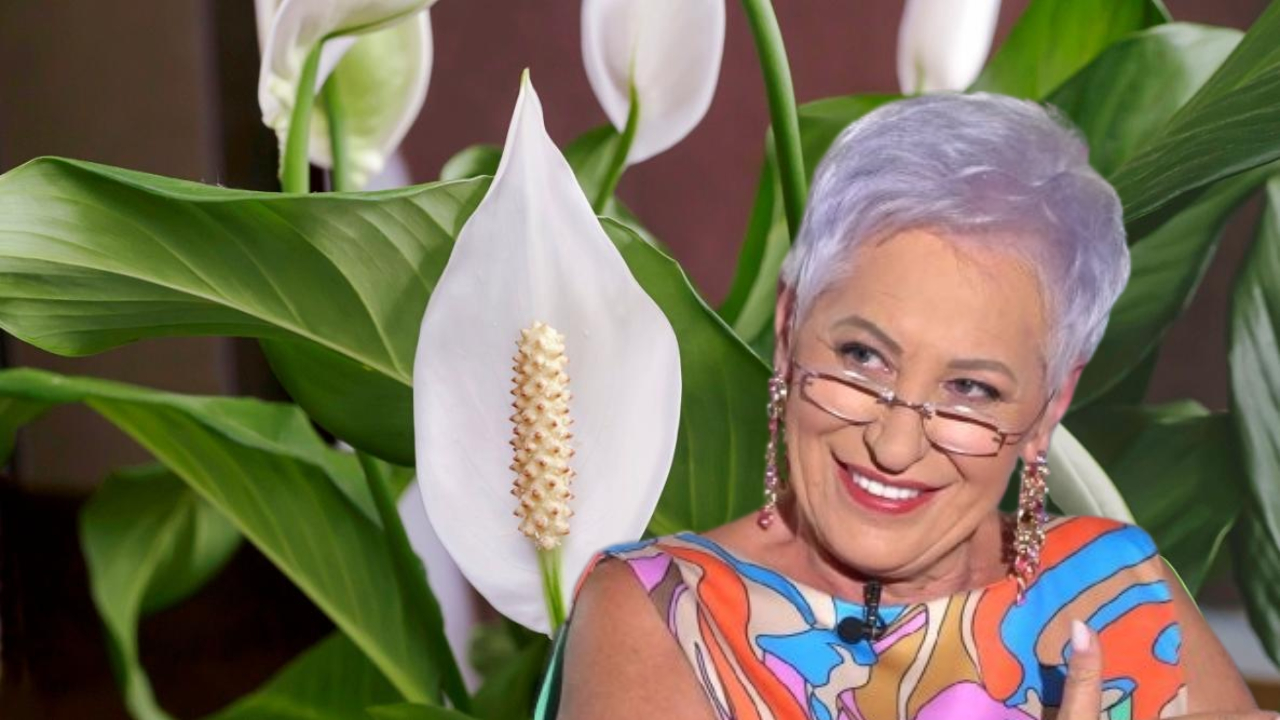 Dacă vreme să ne găsim jumătatea, este bine să primim această plantă
