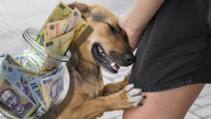 Taxele locale reduse cu 200 de euro pentru persoanele care adoptă un câine. Ce este “bonusul pentru golirea canisei”