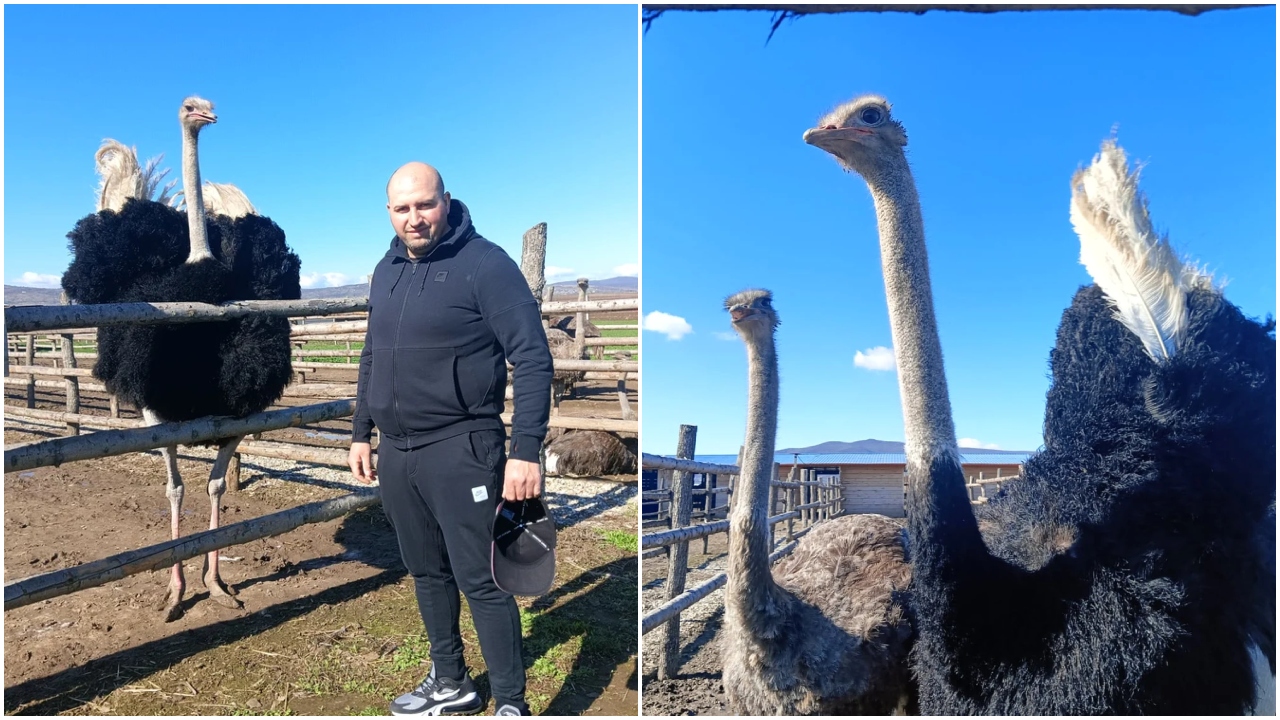 Doi români au dat lovitura cu o afacere la care nu mulți s-ar gândi! Struți africani la Bacău, ferma care atrage zeci de turiști în fiecare zi. ”Telefonul sună în continuu”