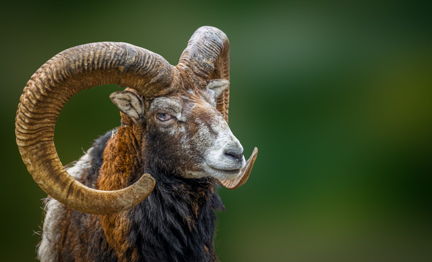 Horoscop special sezonul Berbec martie-aprilie 2024. Ce aduce Noul an astrologic TUTUROR zodiilor