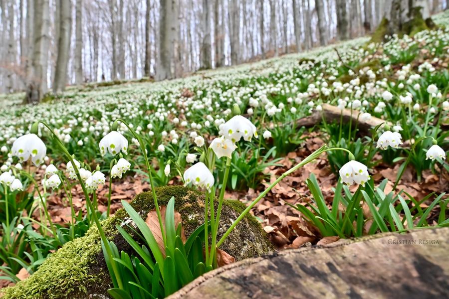 Apelul Romsilva către vizitatorii Parcului Natural Grădiștea Muncelului: „Comportați-vă responsabil! Ruperea repetată a ghioceilor și scoaterea bulbilor din pământ afectează capacitatea lor de a se reproduce”