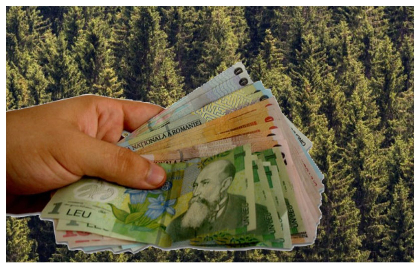 Bani de la Guvern pentru a descuraja defrişările de păduri! Cum poţi să iei 750 de lei pe hectar fără să faci nimic şi aproape 500 de euro dacă plantezi copaci