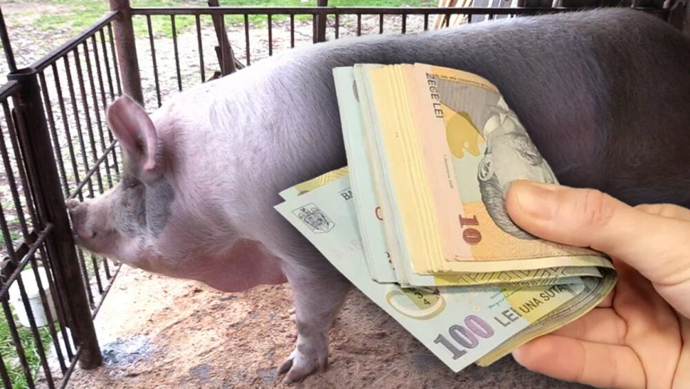 O ieşeancă a fost amendată cu 1.200 de lei pentru porcul din ogradă