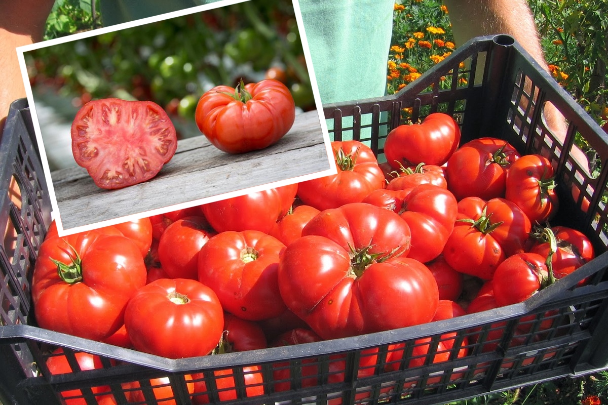 Prețul uriaș cu care au ajuns să se vândă roșiile în 2024! Românii au rămas șocați în supermarketuri și piețe