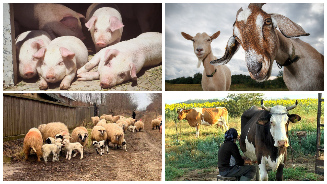 Bani de la stat pentru românii care au aceste animale în curte în 2024. Nu mulți cunosc acest detaliu