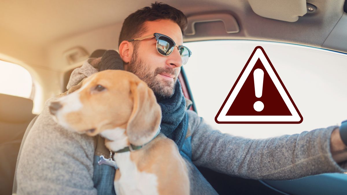 Cum ai voie să transporţi un animal de companie cu maşina. S-a schimbat legea, amenzile sunt uriaşe