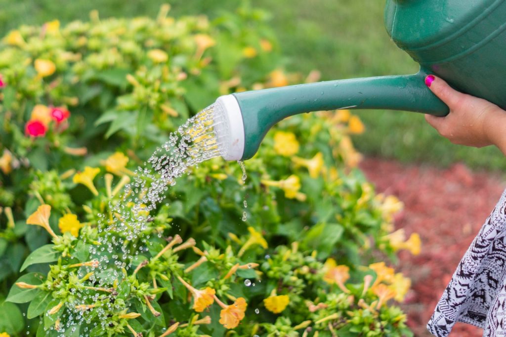 Care este cea mai potrivită oră pentru udarea plantelor! Specialiștii în grădinărit nu se abat de la această regulă