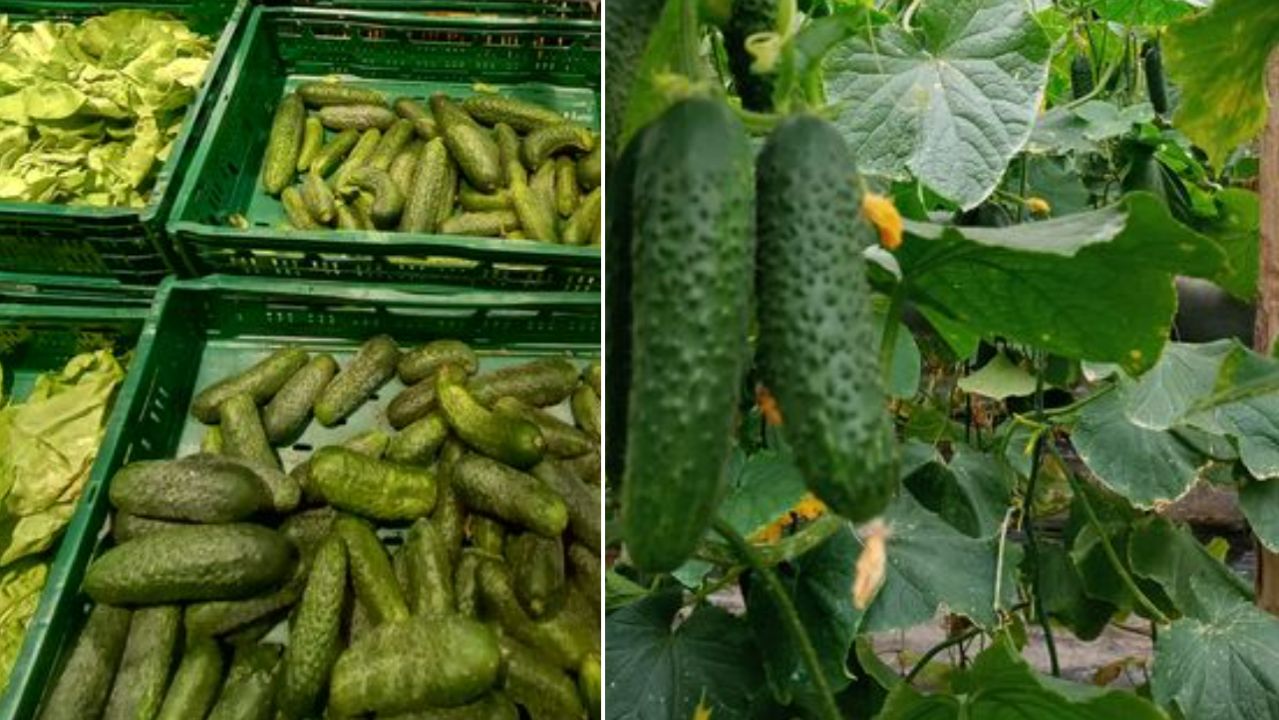 Motivul pentru care castraveţii româneşti se vând cu 1 leu/kg la fermieri, dar ajung la 7 lei/kg în supermarket. “Vinde la kil şi vin şi iau!”