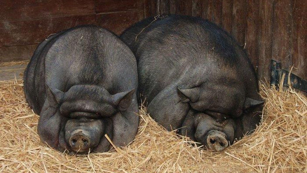 Porcul care se îngrașă într-o zi cât alții într-o săptămână. Carnea lui este o adevărată delicatesă, dar în România au mai rămas doar câteva exemplare. Statul ar putea oferi bani românilor care îl cresc