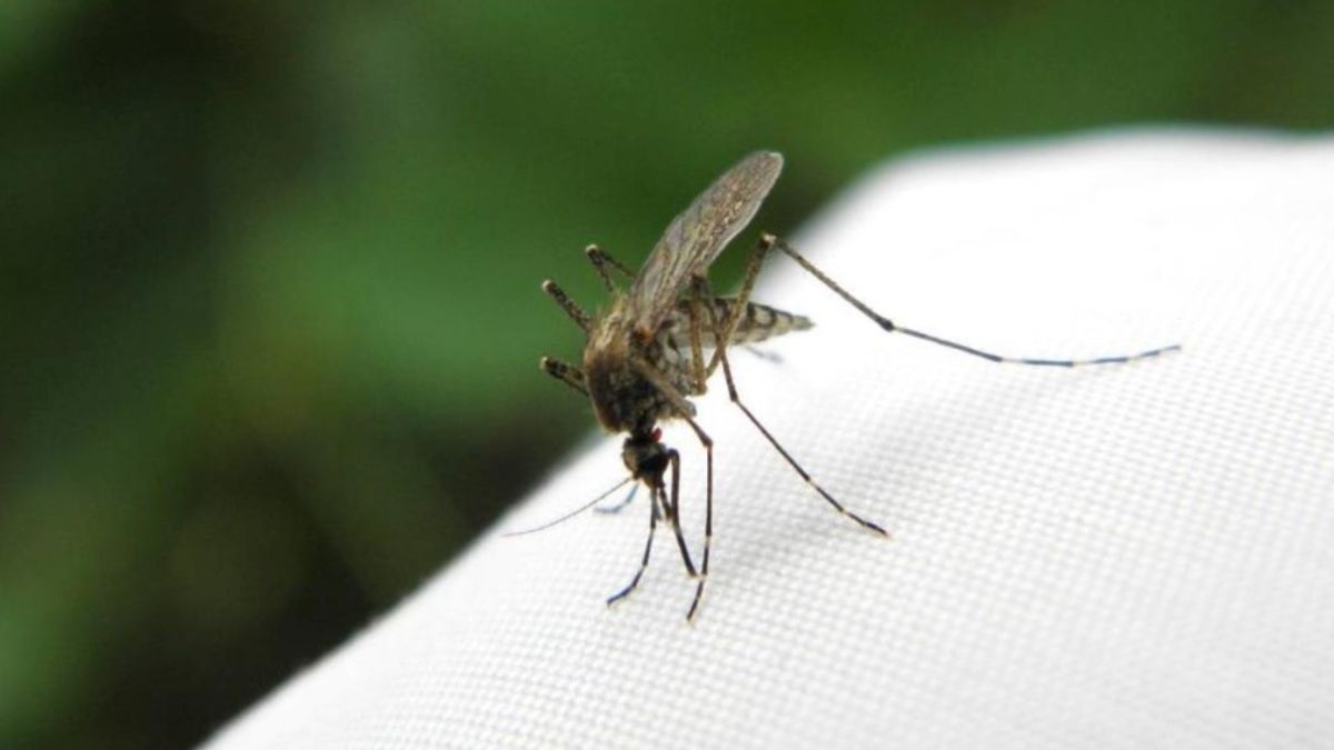 Trucul viral cu hârtia igienică pentru a scăpa de ţânţari. Ce trebuie să faci pentru o eficinţă maximă