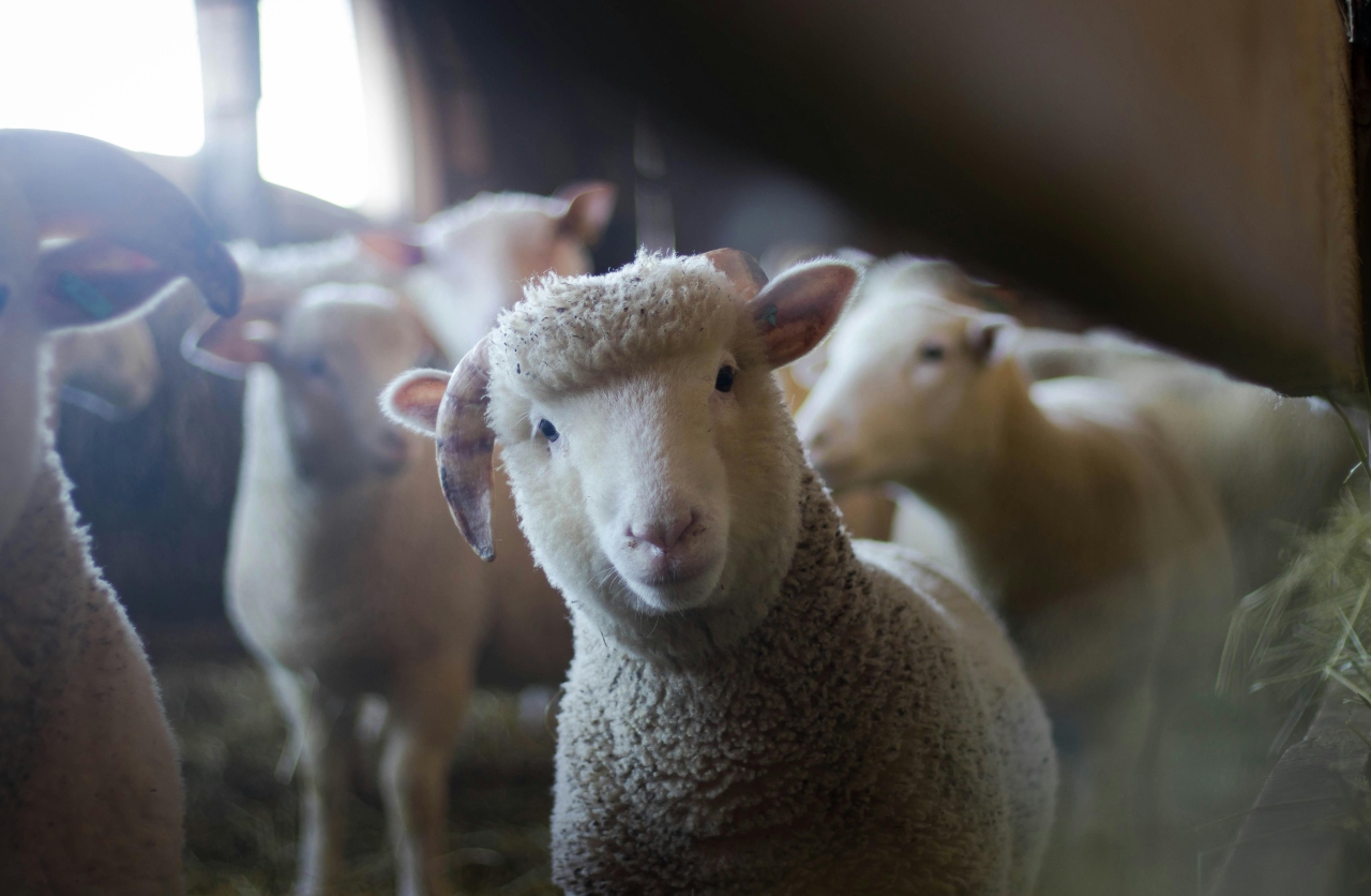 România ar putea relua curând exporturile de ovine. ANSVSA anunță o misiune urgentă de audit a experților europeni
