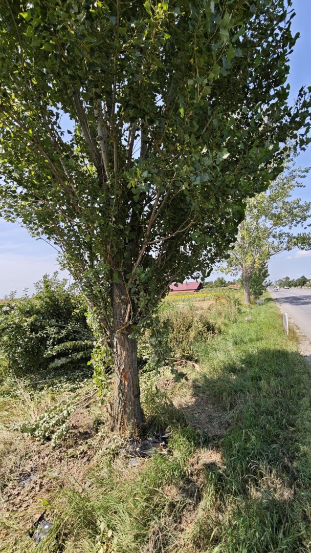 Ștefania Hreniuc