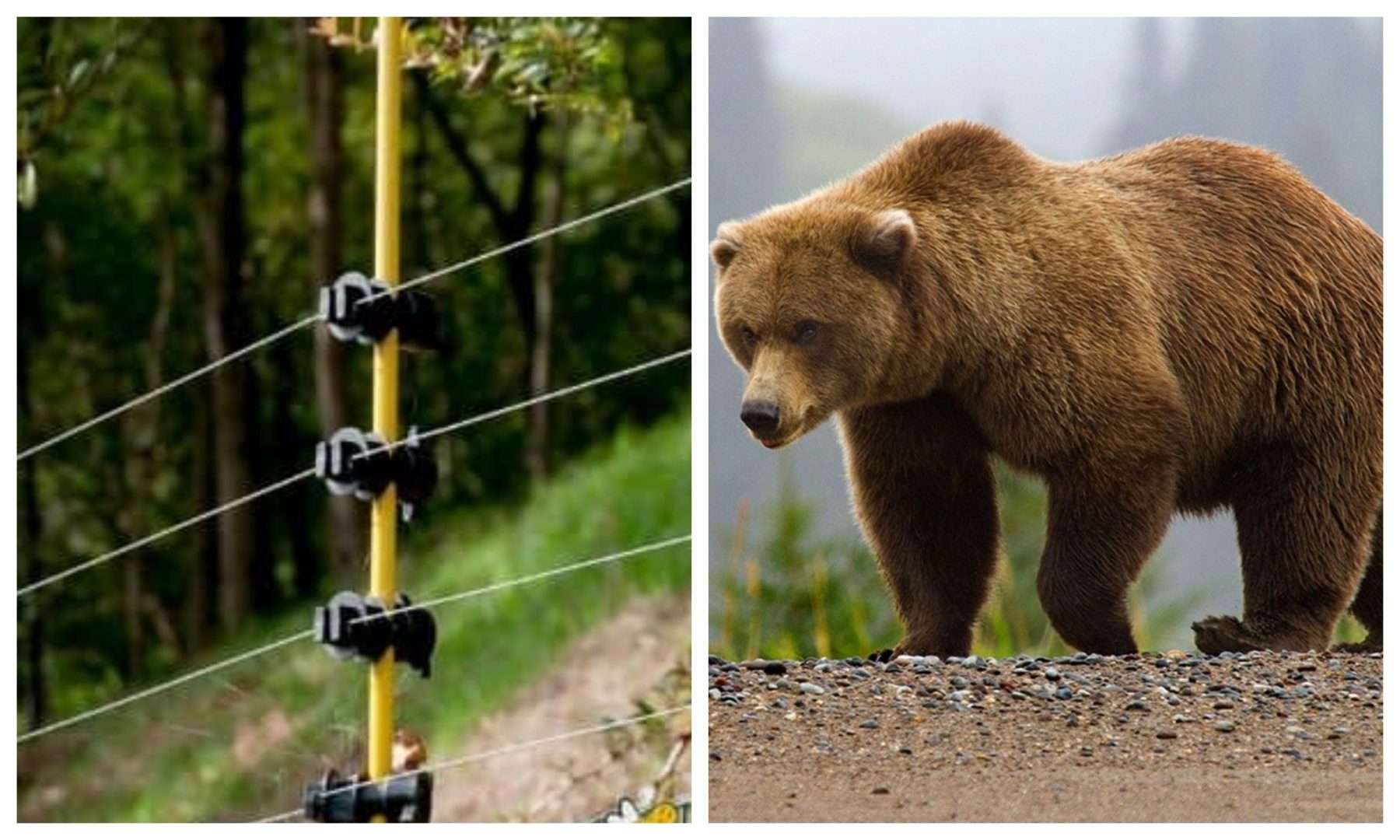 Garduri electrice pentru urşi! Ministerul Mediului anunţă finanţare de 24 de milioane de lei pentru 1635 de garduri