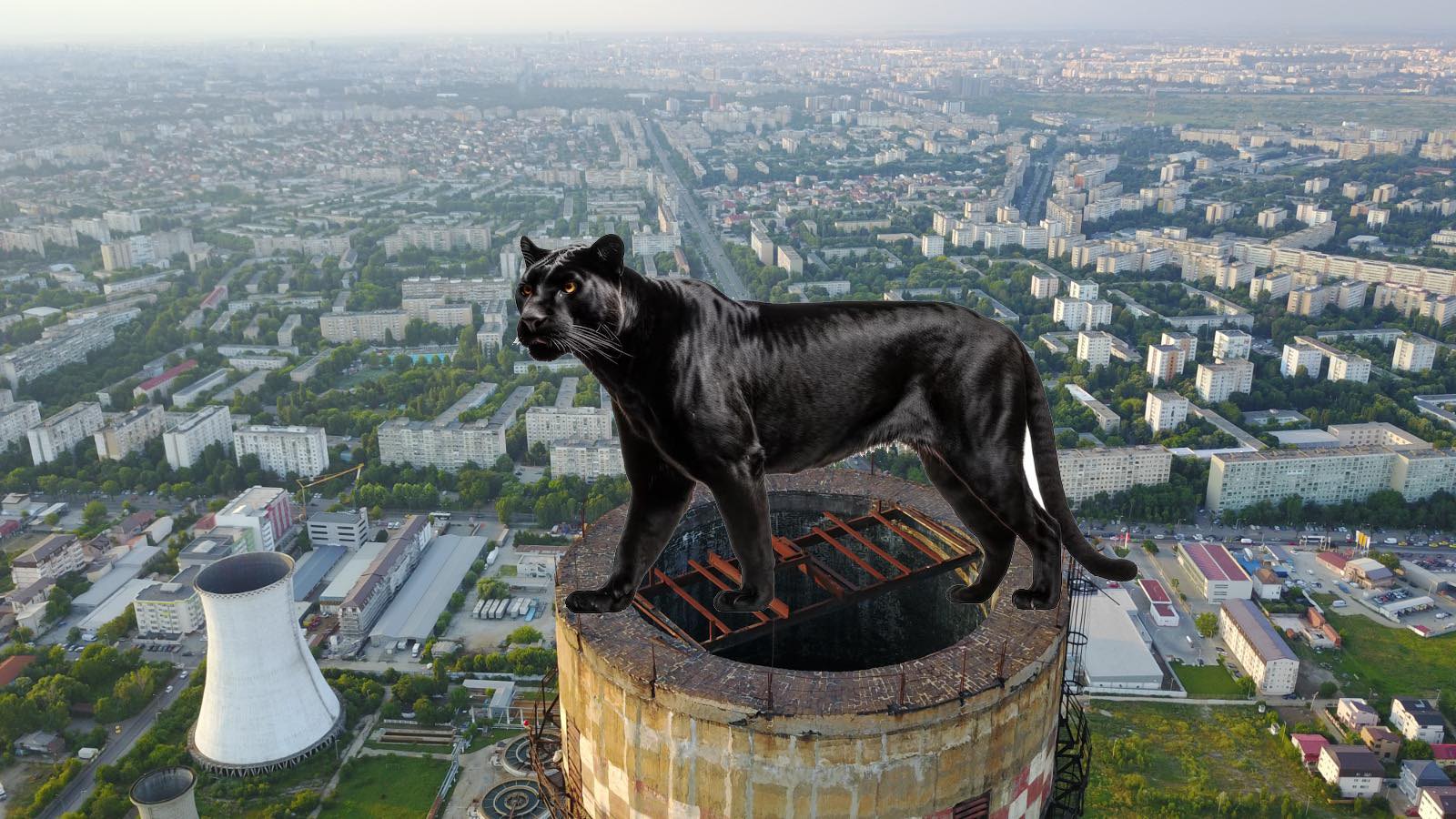 "Ajutor de panteră neagră”.