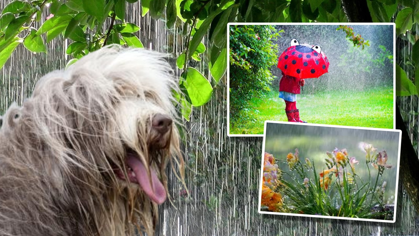 Prognoza ANM. Vin temperaturi de îngheţ, iar ploile se înteţesc de marţi în toată ţara