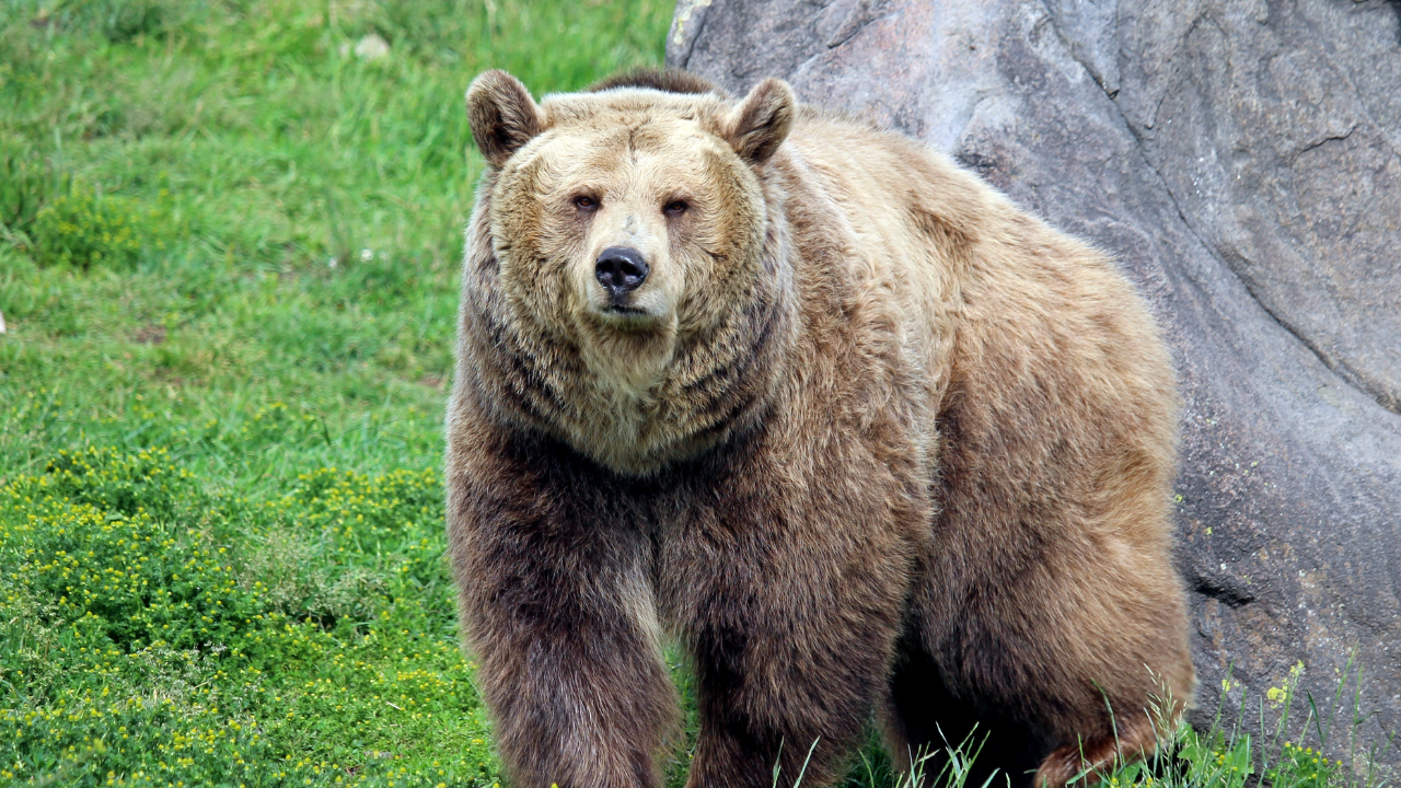 Un motociclist a fost atacat de urs pe Transfăgărășan, în timp ce staționa pe partea carosabilă