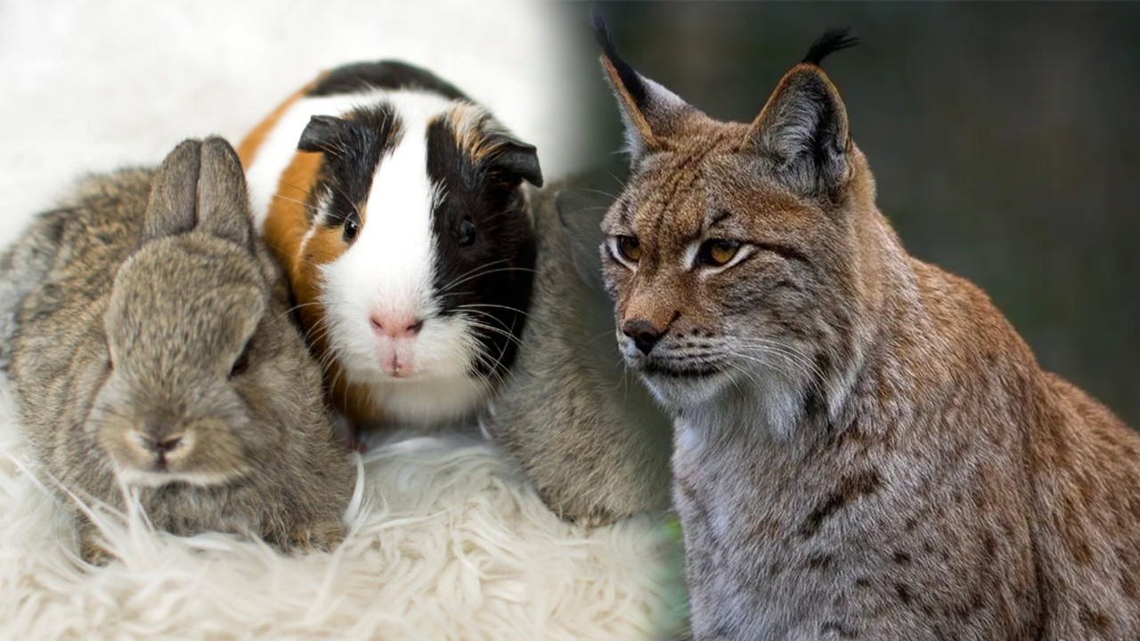 Grădină zoologică, apel controversat către localnici. Oamenii sunt îndemnați să-și doneze animalele de companie pentru a hrăni râșii: „Nimic nu se irosește”