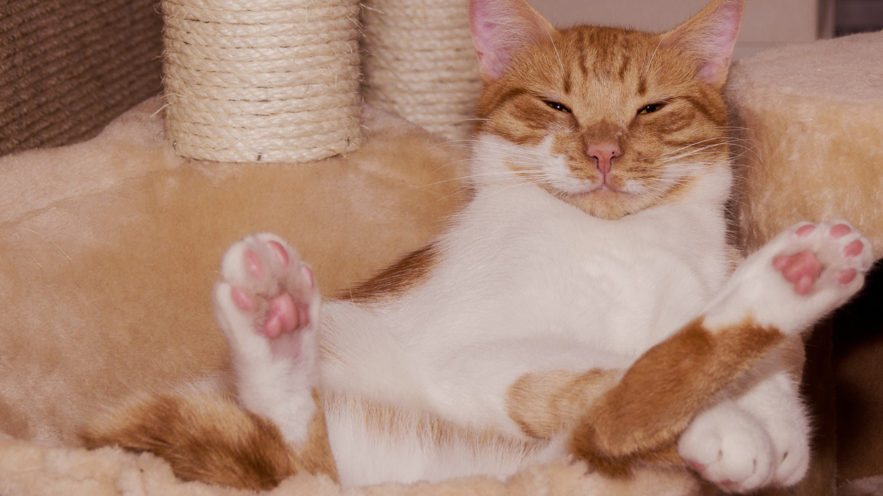 De ce te ignoră pisica? Nu e supărată pe tine, pur și simplu te ignoră deliberat. Iată răspunsul concret al cercetătorilor japonezi