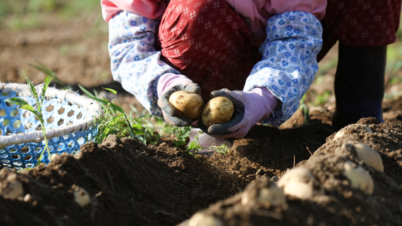Românii sezonieri din Germania, între muncă infernală și salarii la limita legală: Sindicatele cer respect, plată corectă și condiții decente de muncă
