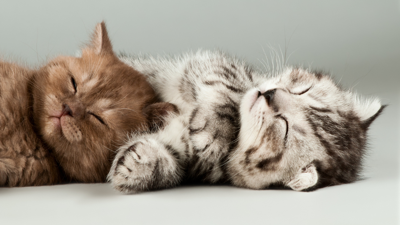 Miracolul naturii: Animalele care au puteri tămăduitoare pentru organismul nostru