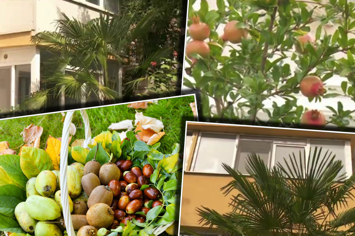 Fructe exotice cultivate în România. În viitorul apropiat, vom putea cultiva în propriile grădini sau balcoane banane, curmale sau rodii
