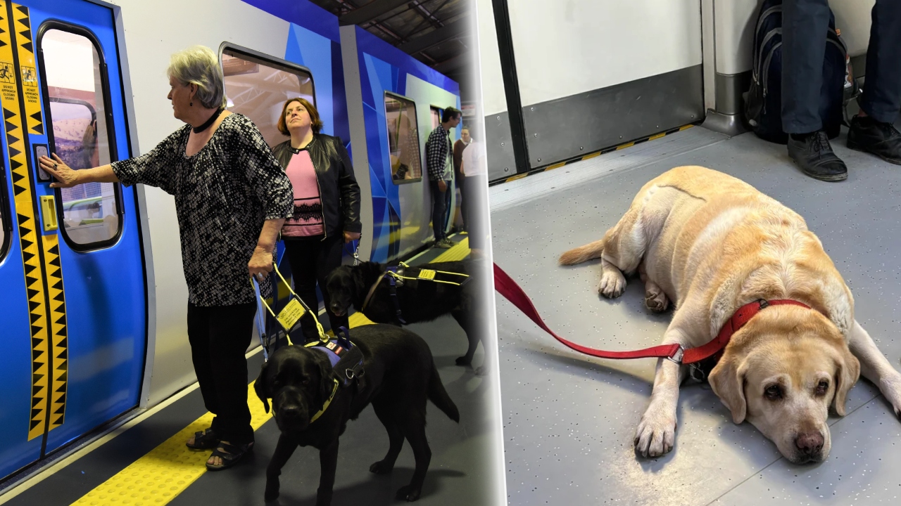 Vrei să iei câinele cu tine în metrou? Iată ce trebuie să știi înainte de asta. Ce se arată în regulamentul Metrorex