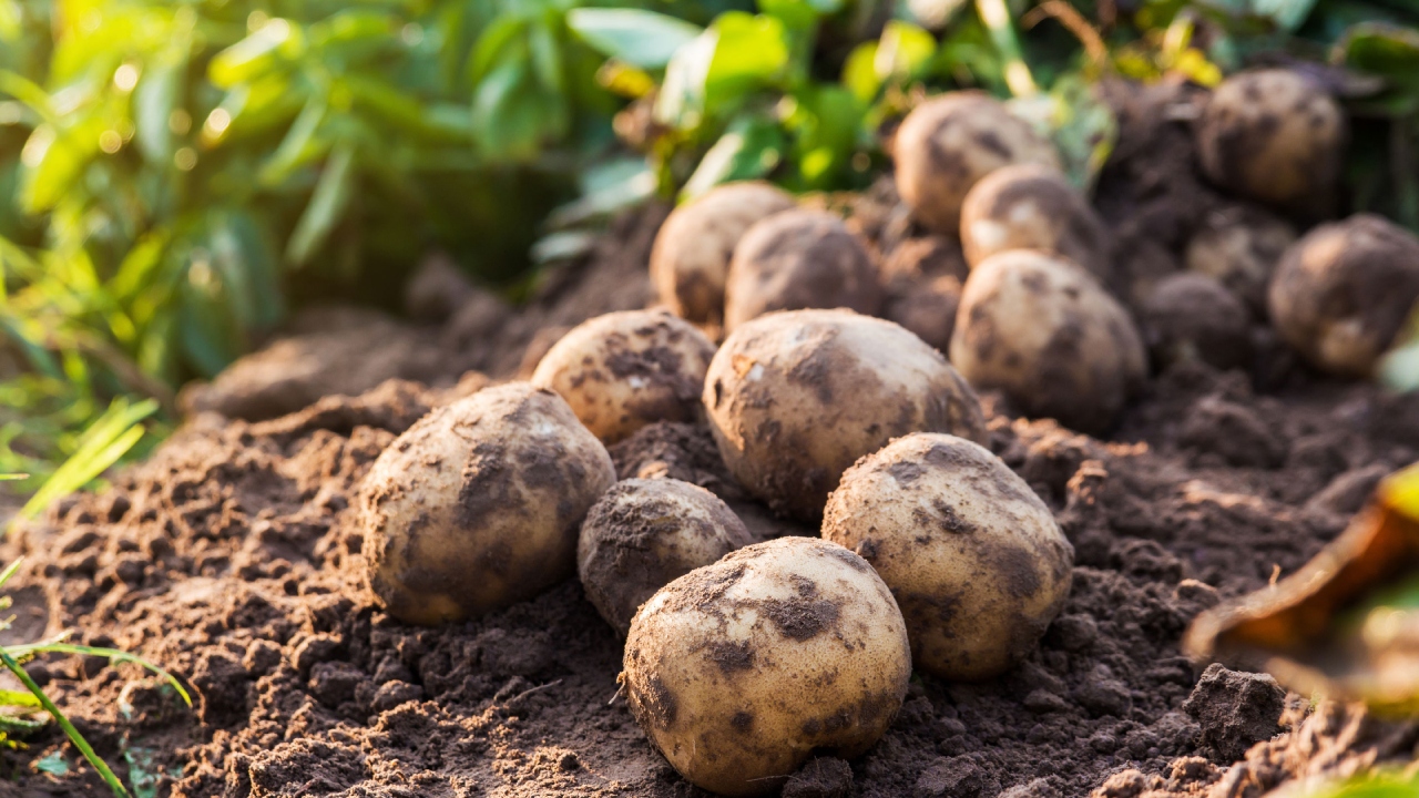 Producția de cartofi din România, în scădere cu 20% pentru al doilea an consecutiv. Fermierii, nevoiți să investească în irigații